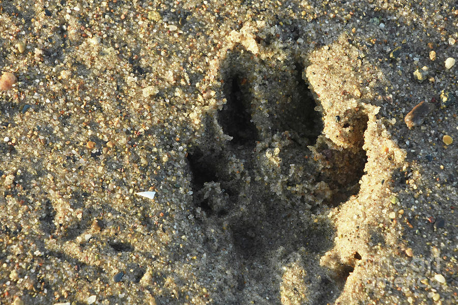 Large Paw Print in the Sand on a Beach Photograph by DejaVu Designs ...