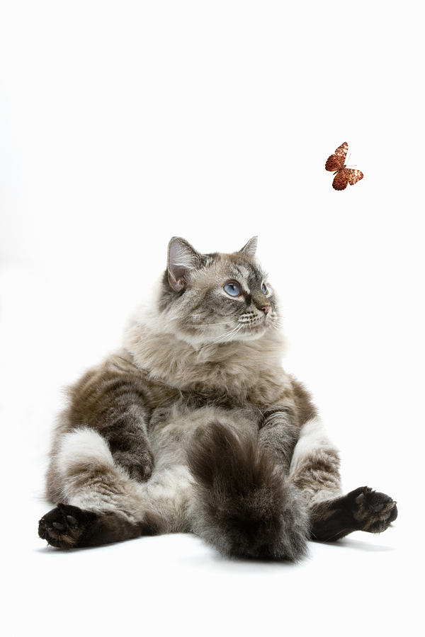Large Persian cat sitting, looking at butterfly Photograph by Gary S Chapman