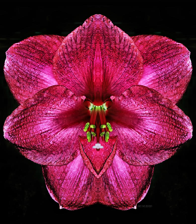 Large Pink Amaryllis Photograph by Catherine Melvin