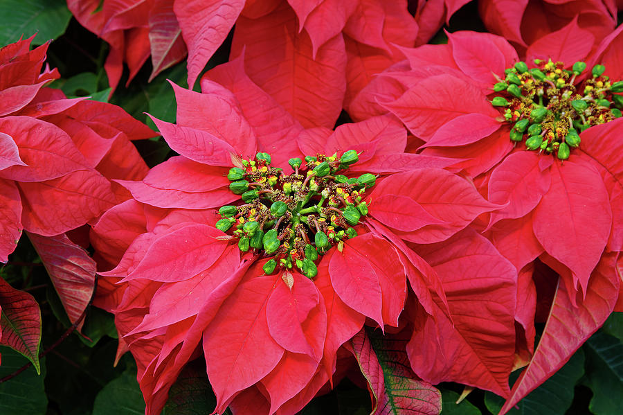 Large Poinsettia  Photograph by Sally Weigand