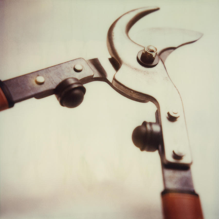 Large pruners. Photograph by Michele Constantini