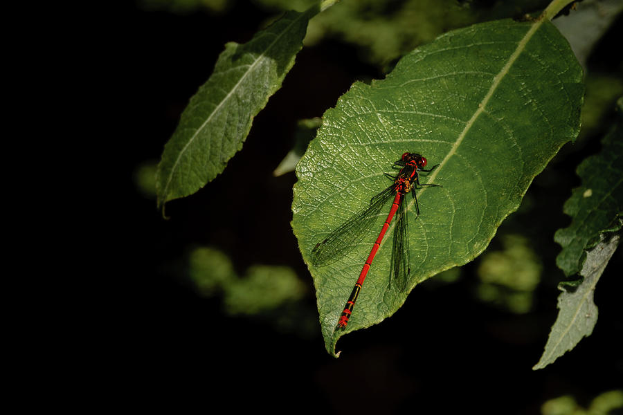 Large Red Damselfly on a leaf Photograph by Scott Lyons
