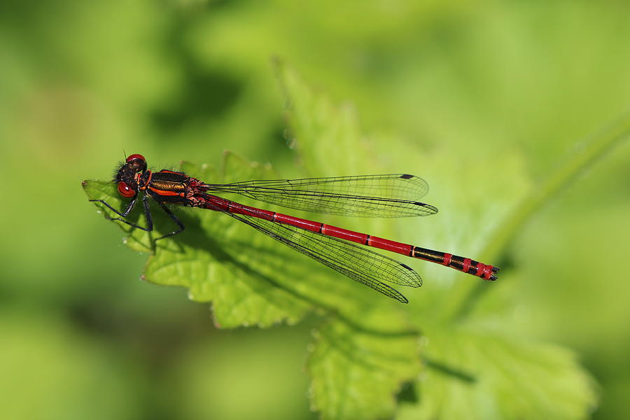 Large Red Damselfly Resting On Leaf With Green Bokeh Background  Photograph by Tom Conway