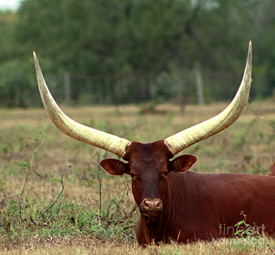 Large Red Longhorn Photograph by Charlene Adler - Pixels