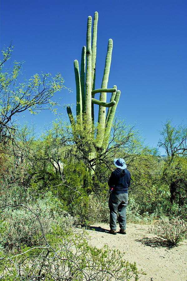 Large Saguaro and Mesquite Tree in Sabino Canyon in Coronado National Forest in Tucson, Arizona  Photograph by Ruth Hager