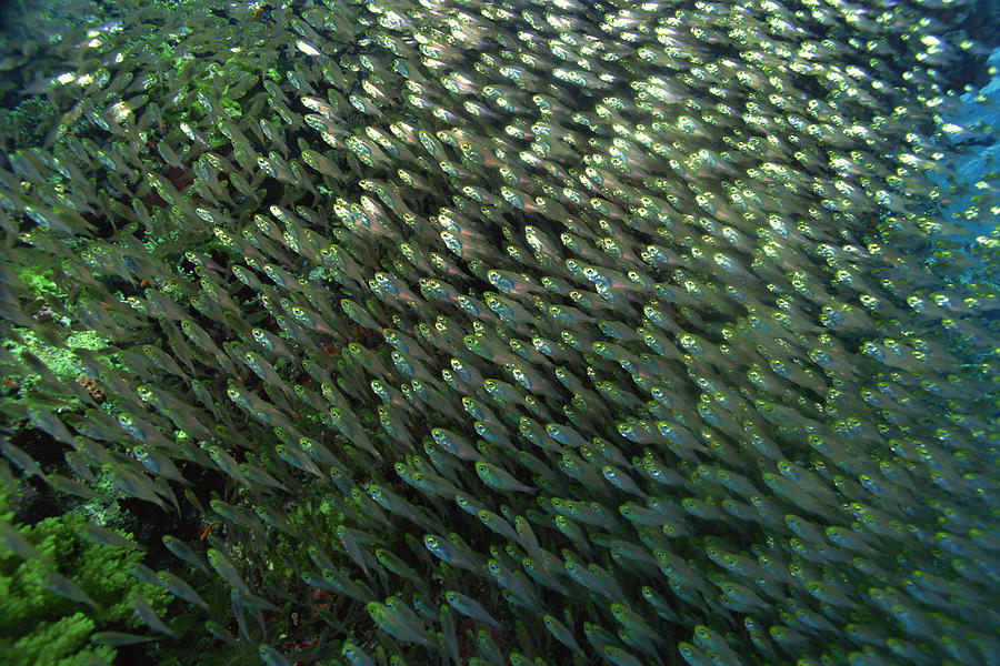 Large school of golden sweeper fish Photograph by Comstock Images