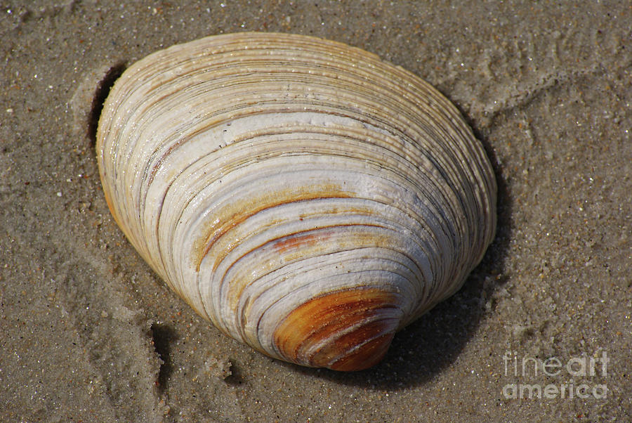 Large Seashell Photograph by Danielle Spencer Fine Art America