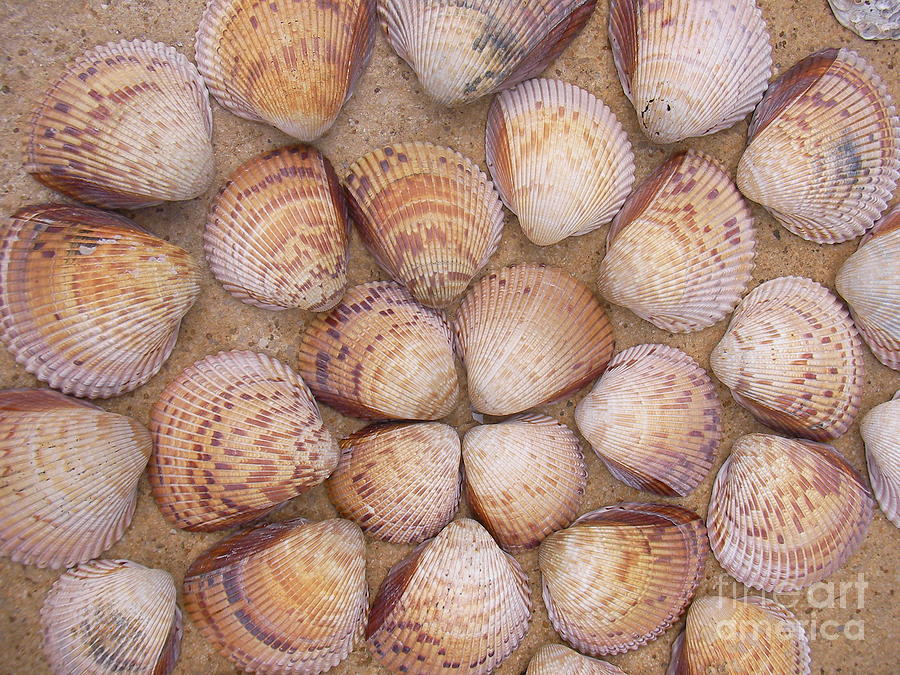 Large shells Photograph by Audrey Peaty