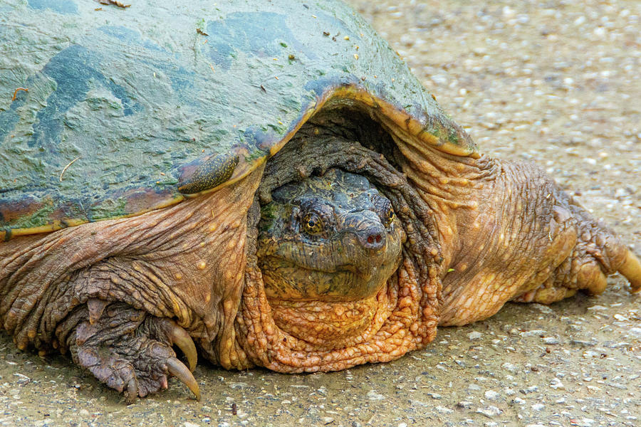 Large Snapping Turtle-up close-Owen County Indiana Photograph by ...