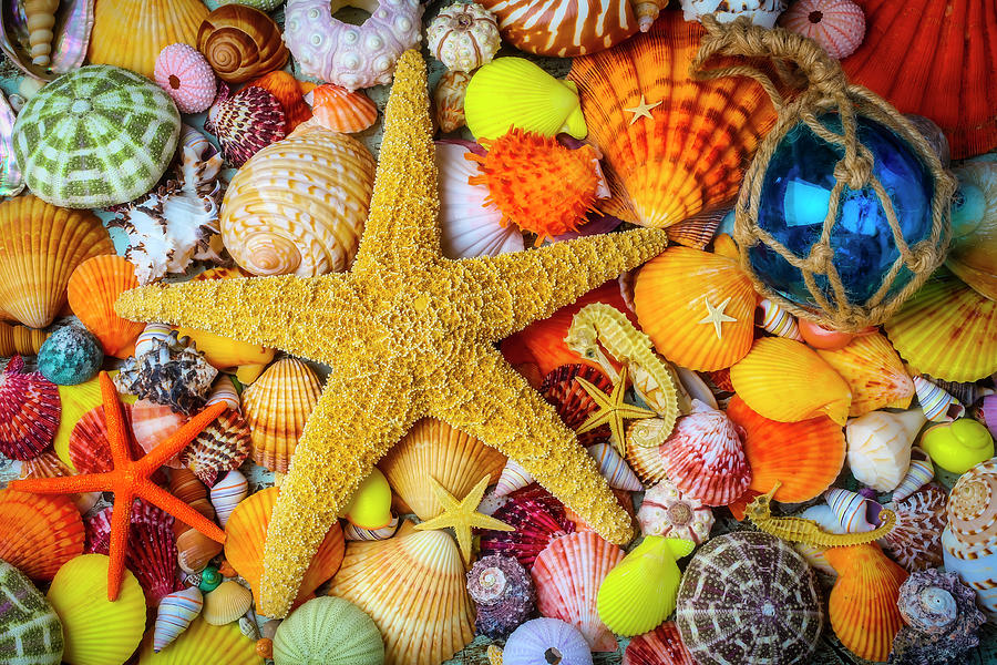 Large And Small Snail Shells Photograph by Garry Gay - Pixels