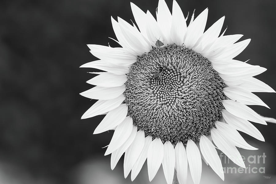 Large Sunflower Bloom Grayscale Photograph by Jennifer White