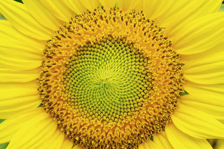 Large Sunflower Bloom Photograph by Iris Richardson