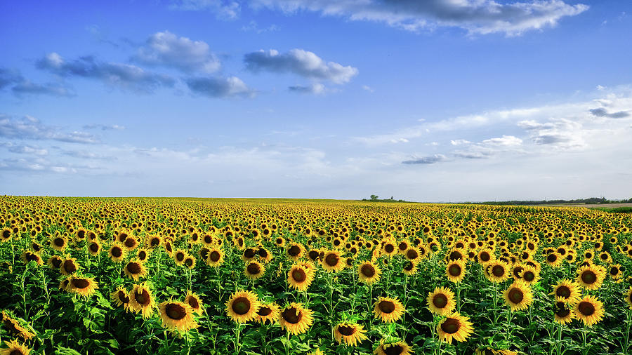 Large Sunflower Field Photograph by Robert Bellomy