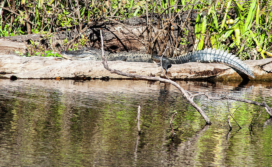 Large Sunning Alligator Photograph
