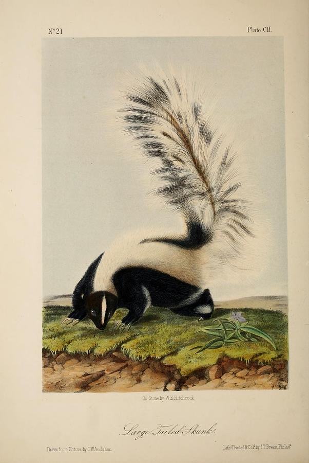 Large Tailed Skunk Mixed Media by World Art Collective