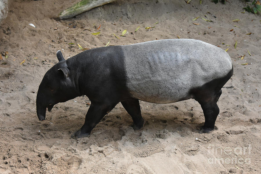 Large tapir with a big white stripe  Photograph by DejaVu Designs