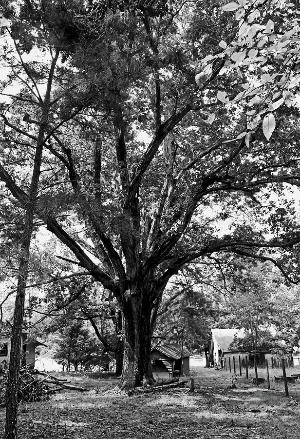 Large Tree  009 Photograph by George Bostian