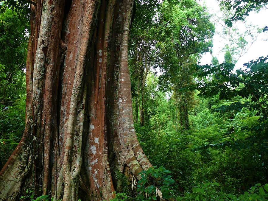 Nature Photograph - Large tropical tree  by Robert Bociaga