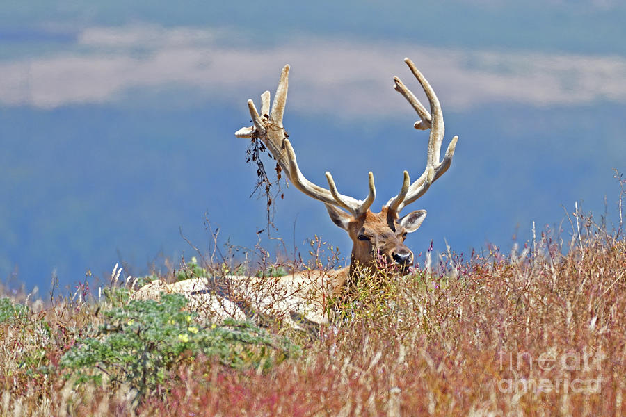 Large Tule Elk Relaxing in the Bushes Photograph by Amazing Action Photo Video