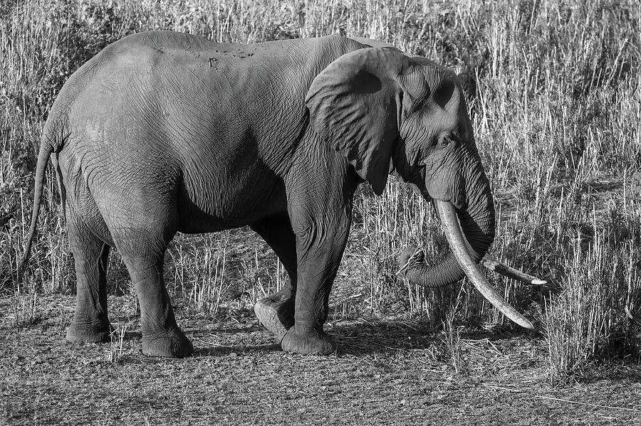 Large Tusker Black and White Photograph by MaryJane Sesto
