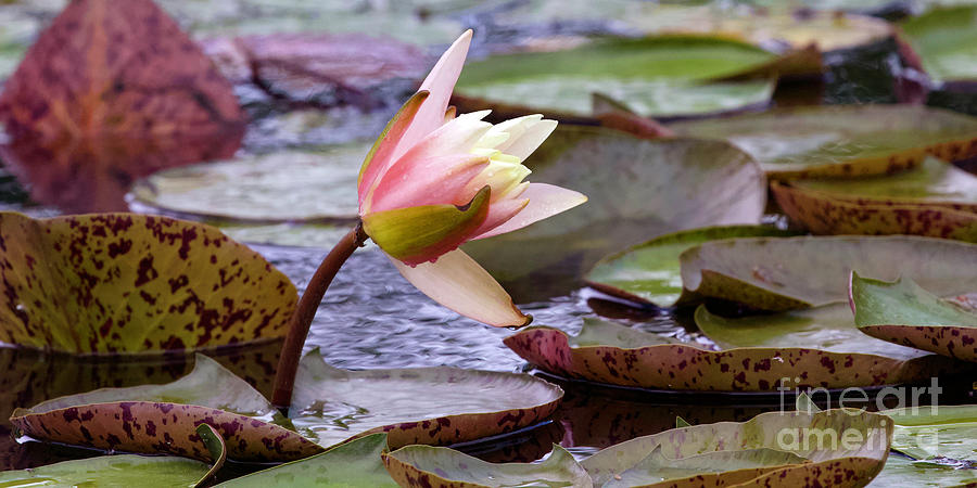 Large Water Lily Photograph by Shirley Dutchkowski