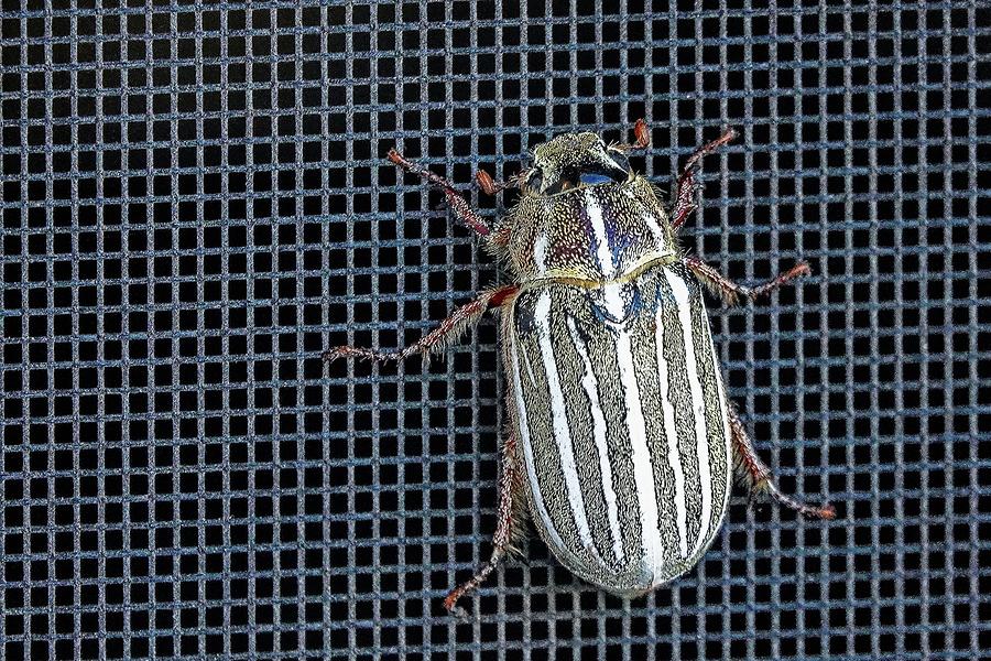 Large Watermealon Beetle Photograph by David Desautel