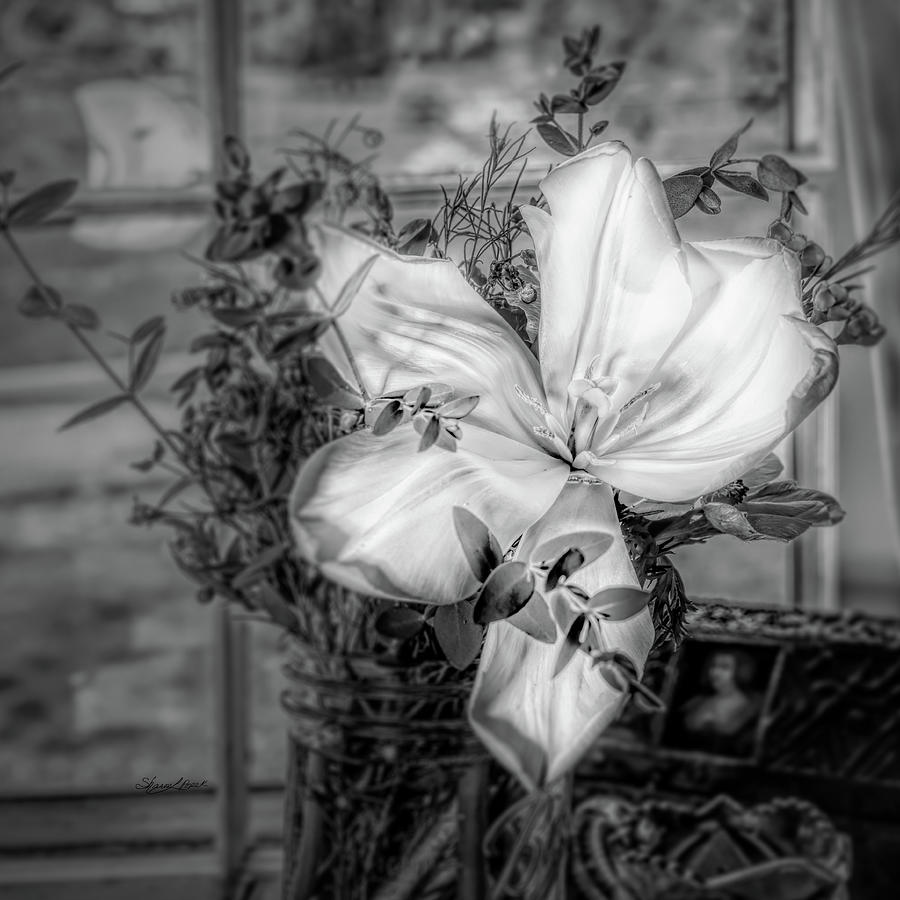 Large White Lily Bloom Black and White Photograph by Sharon Popek