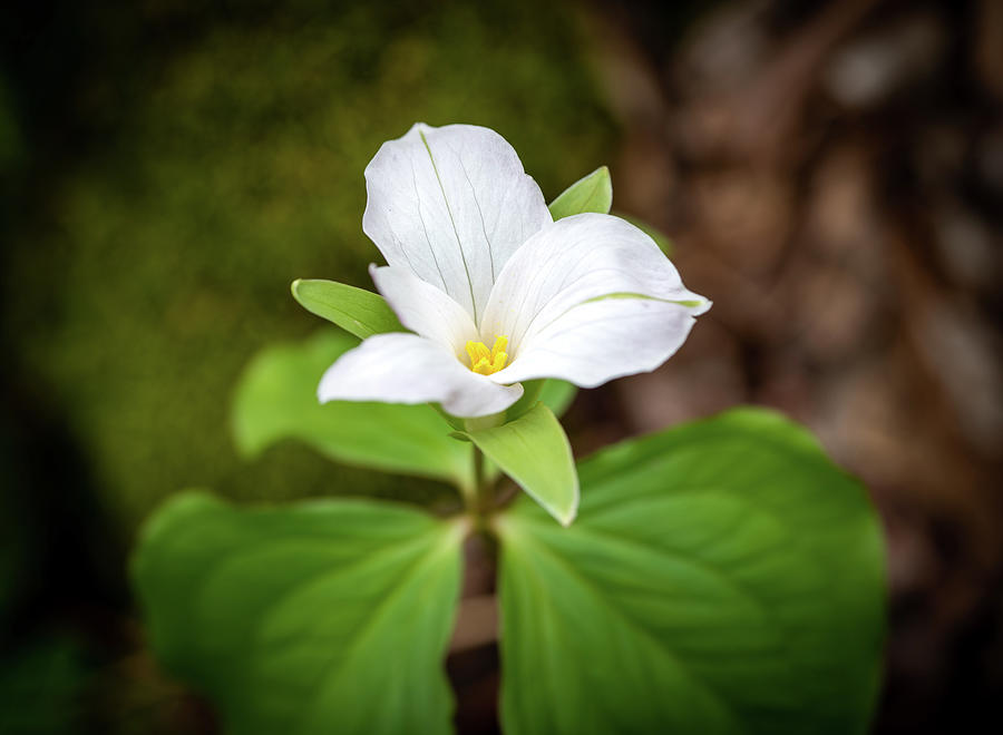 Large White Trillium Photograph by Arthur Oleary