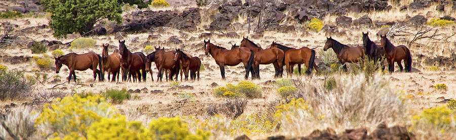 Large wild horse herd Nevada among yellow flowers Photograph by Waterdancer