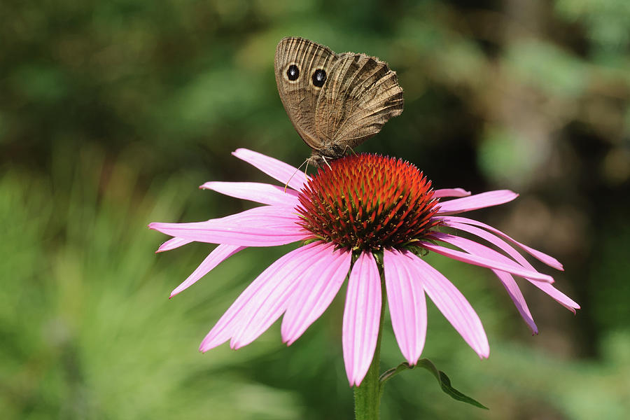 Large Wood Nymph on a Purple Coneflower Photograph by Jan Luit