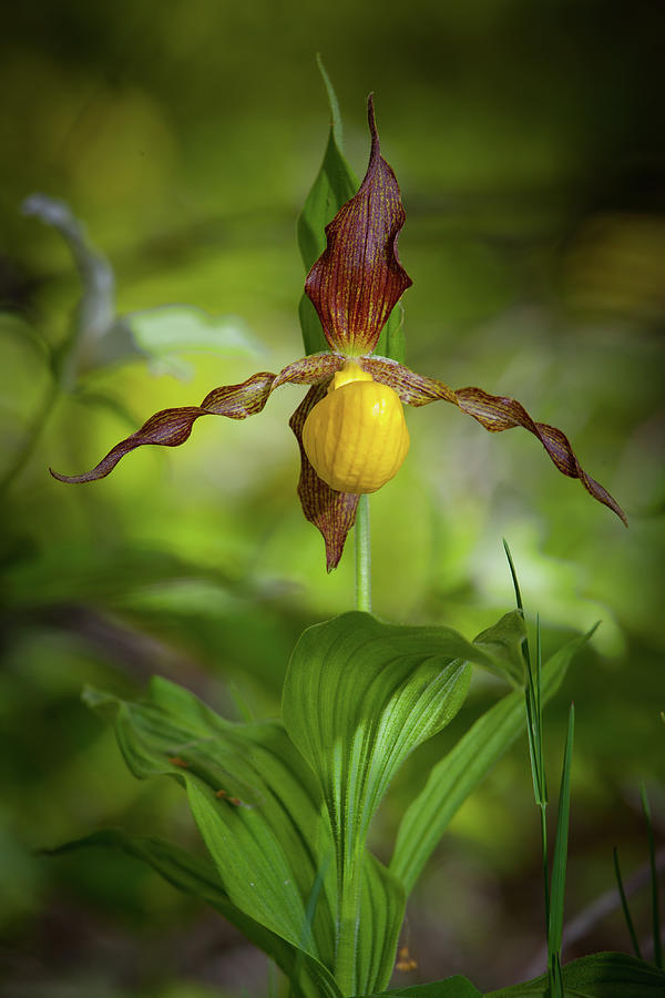 Large Yellow Lady-Slipper Orchid Photograph by W Chris Fooshee