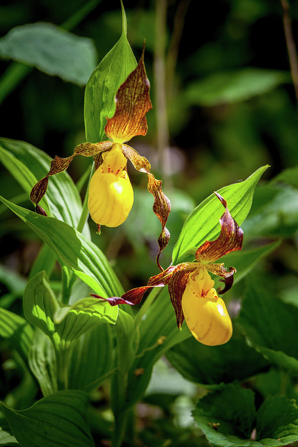 Large Yellow Lady-Slipper Orchids Photograph by W Chris Fooshee