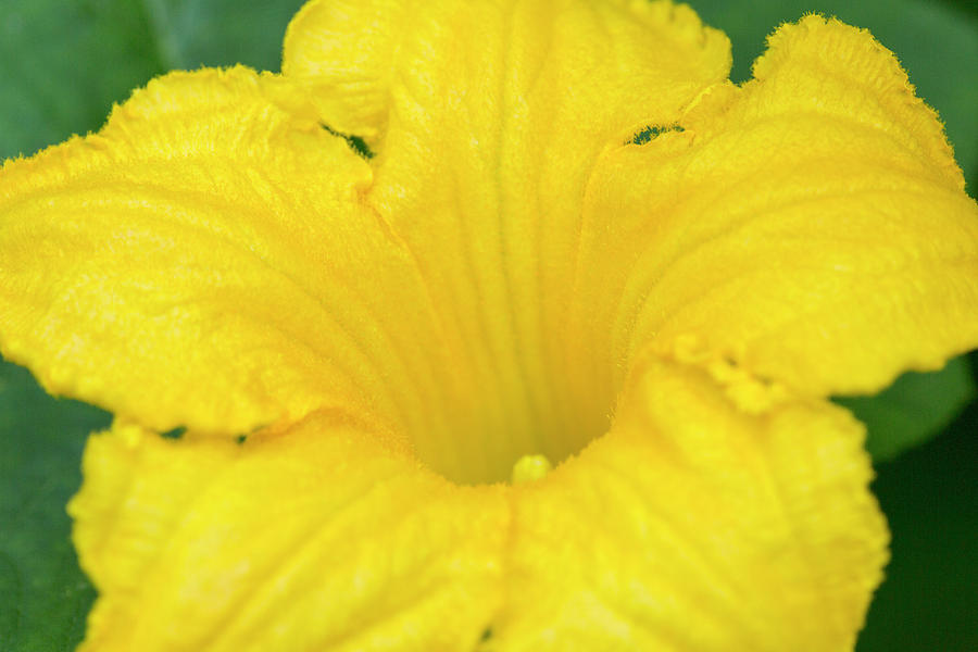 Large Yellow Squash blossom Photograph by Iris Richardson Fine Art