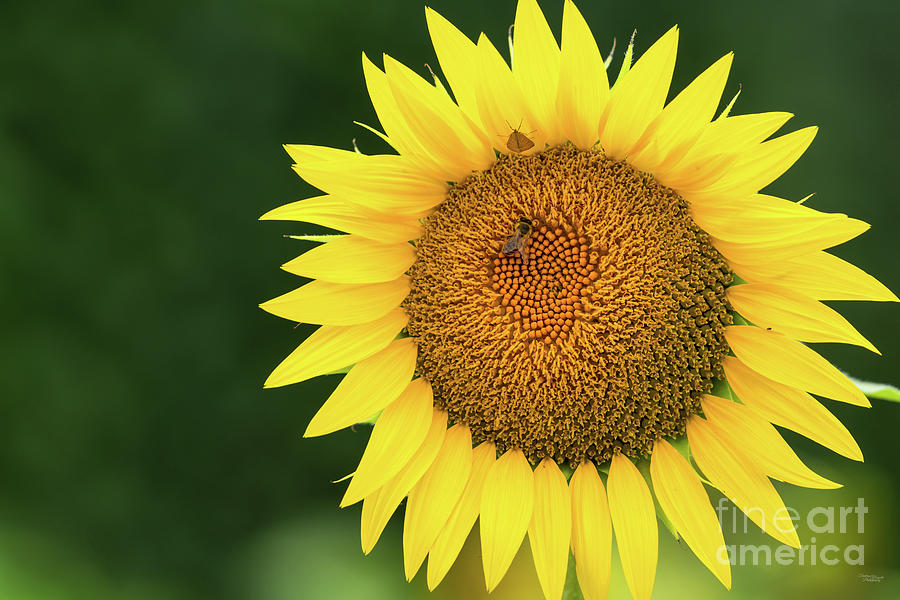 Large Yellow Sunflower Bloom Photograph by Jennifer White