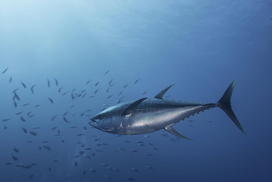 Large Yellowfin Tuna (Thunnus Albacares) launches at amazing speed towards school of mackerel Photograph by Rodrigo Friscione