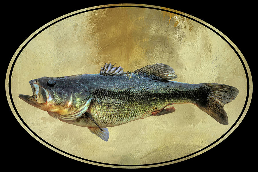 Bass Photograph - Largemouth Bass by Donna Kennedy