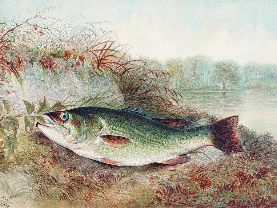 Largemouth Bass Painting - Largemouth Bass by Samuel Kilbourne