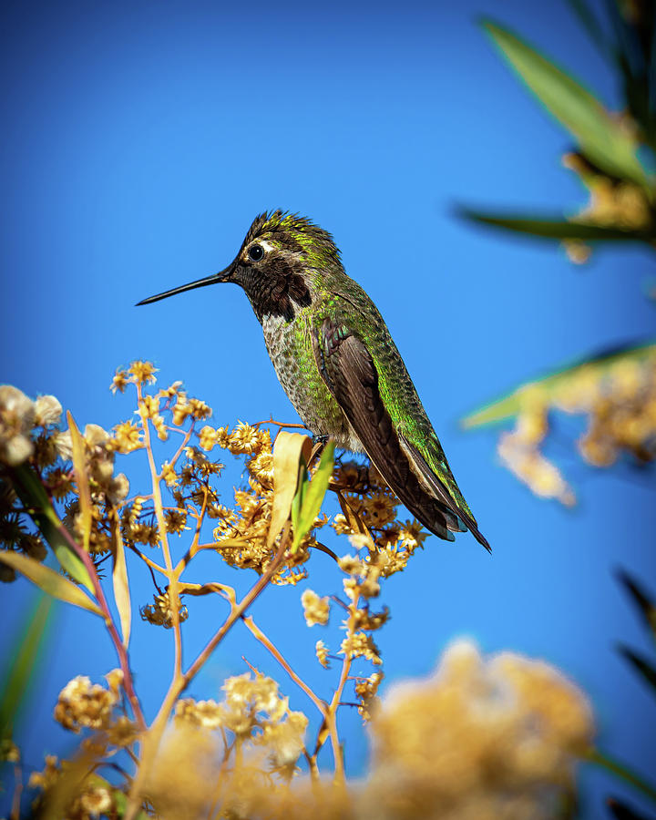 Larger Hummingbird Photograph