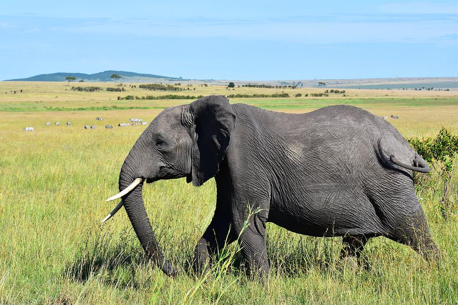 Largest Animal In The World Photograph By Marta Pawlowski Fine Art   Largest Animal In The World Marta Kazmierska 