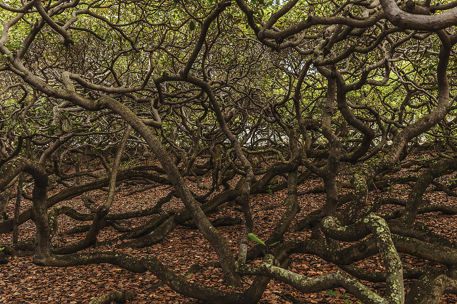 Largest Cashew Nut Tree in the World, Rio Grande Do Norte, Brazil Photograph by Photo Patrick Altmann