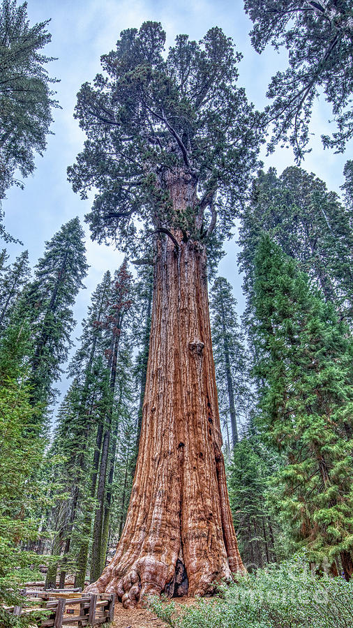 Largest Tree in the world General Sherman Photograph by Dustin K Ryan