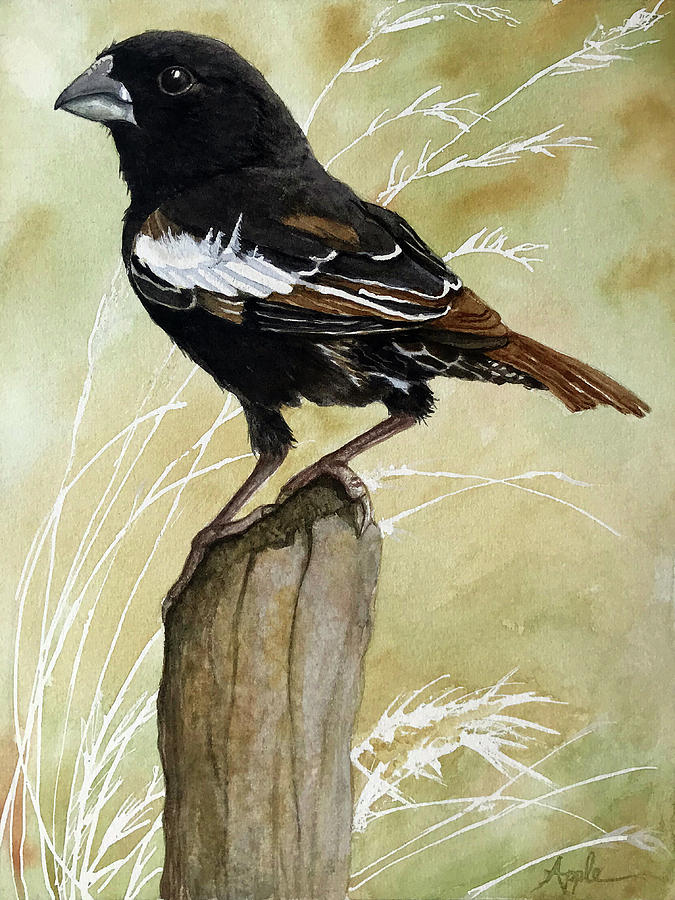 Lark Bunting - Colorado State Bird Painting by Linda Apple