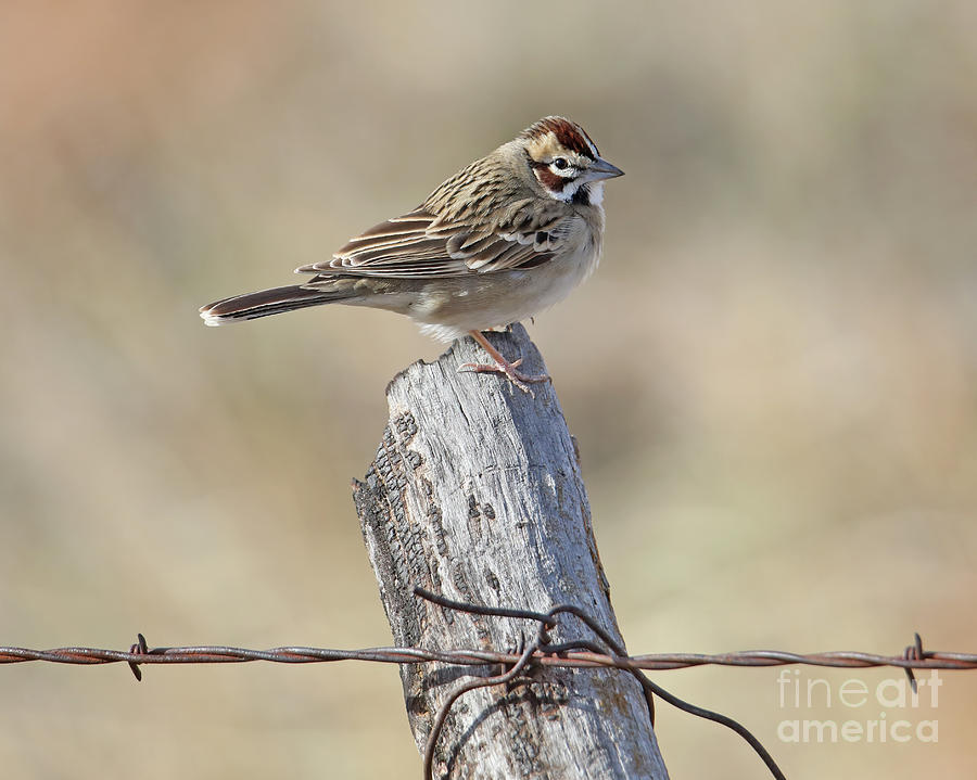 Lark Sparrow Photograph by Elizabeth Winter
