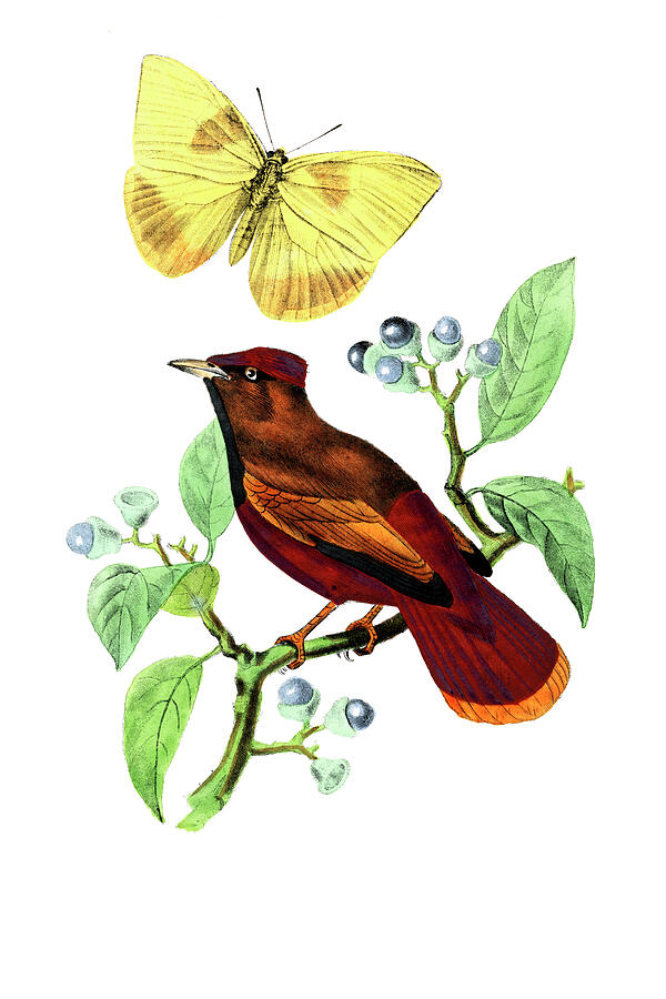 Larks Drawing by Paul Gervais