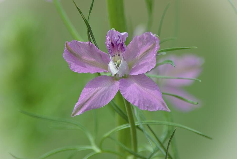 Nature Photograph - Larkspur Flower Close Up in Purple by Gaby Ethington