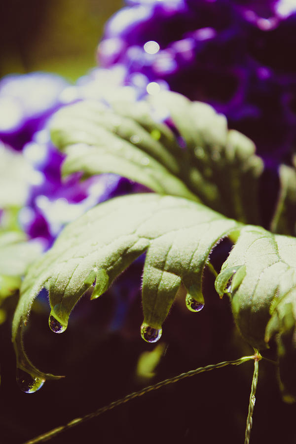 Larkspur Leaf Water Drops Photograph by W Craig Photography