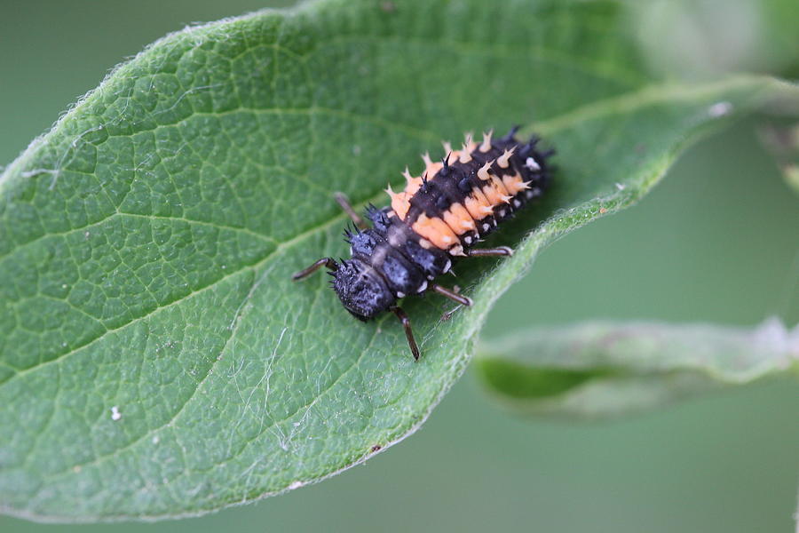 Larva, Asian Lady Beetle Photograph By Callen Harty - Fine Art America