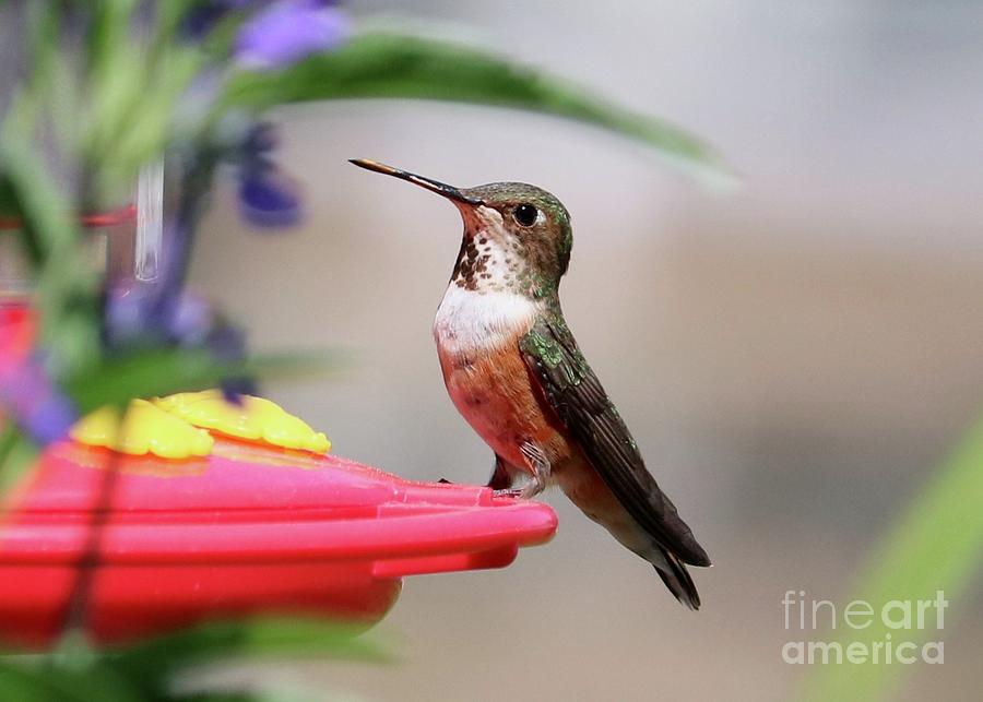 Laser Focus Hummingbird Photograph by Carol Groenen