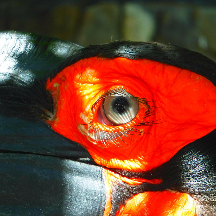 Lash of bird eye. Photograph by YHWHY Vance Lash of bird eye. Photograph by YHWHY Vance