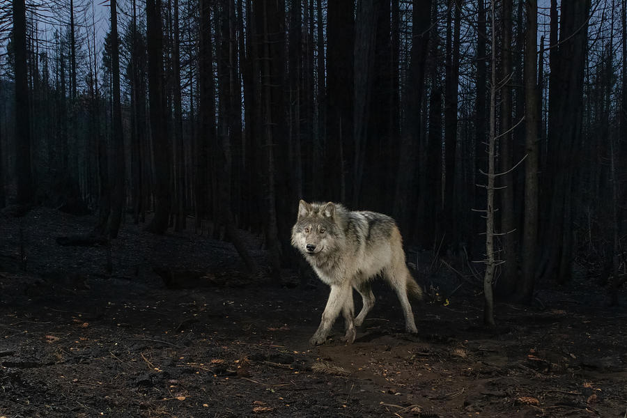 Lassen Pack Wolf Photograph by Randy Robbins